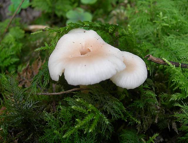 La  Foresta  Igrofila  di  Ettingen